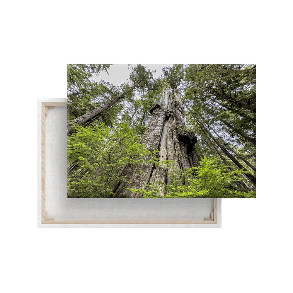 Riesen-Lebensbaum (Leinwandprint 60x90cm)