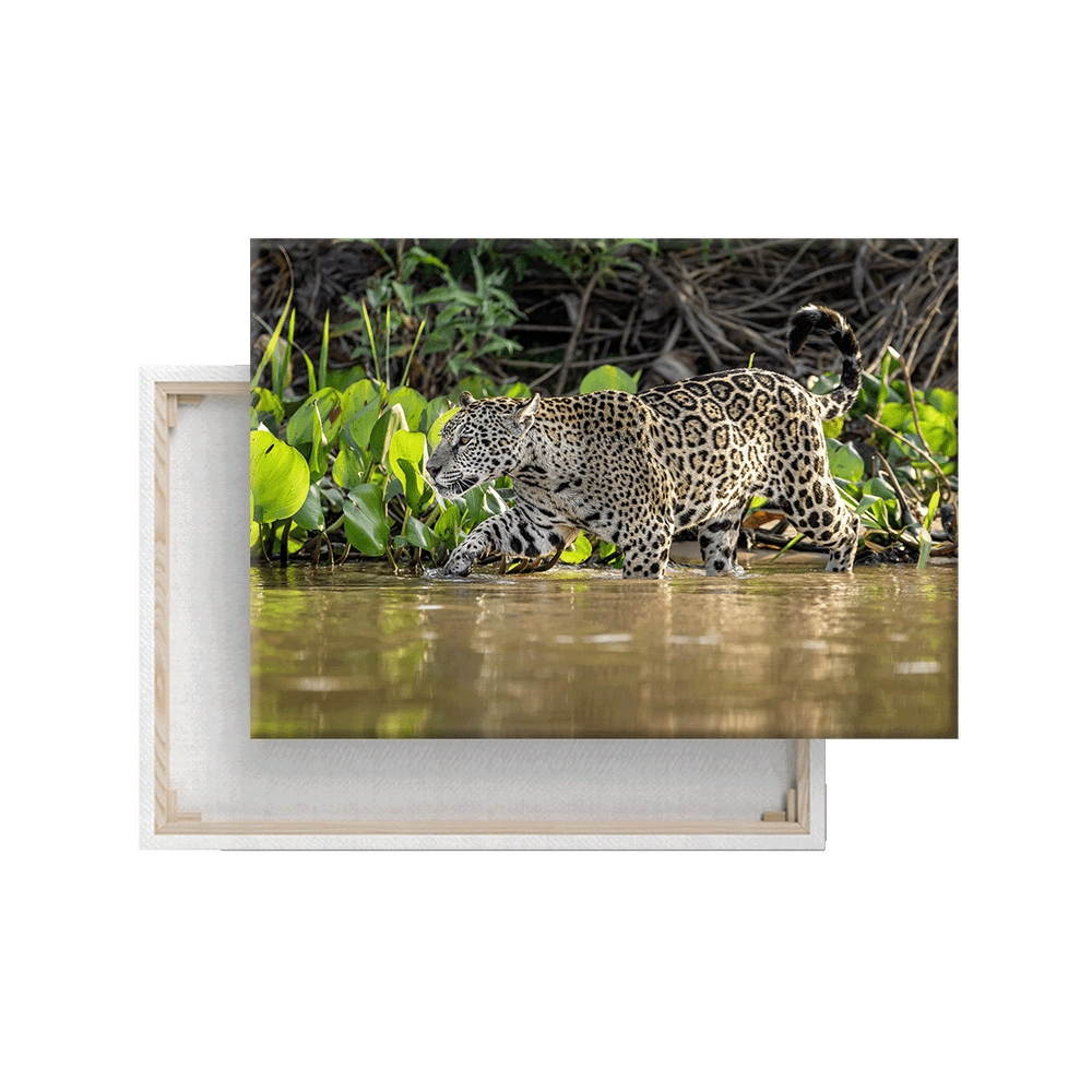 Jaguar (Leinwandprint 60x90cm)