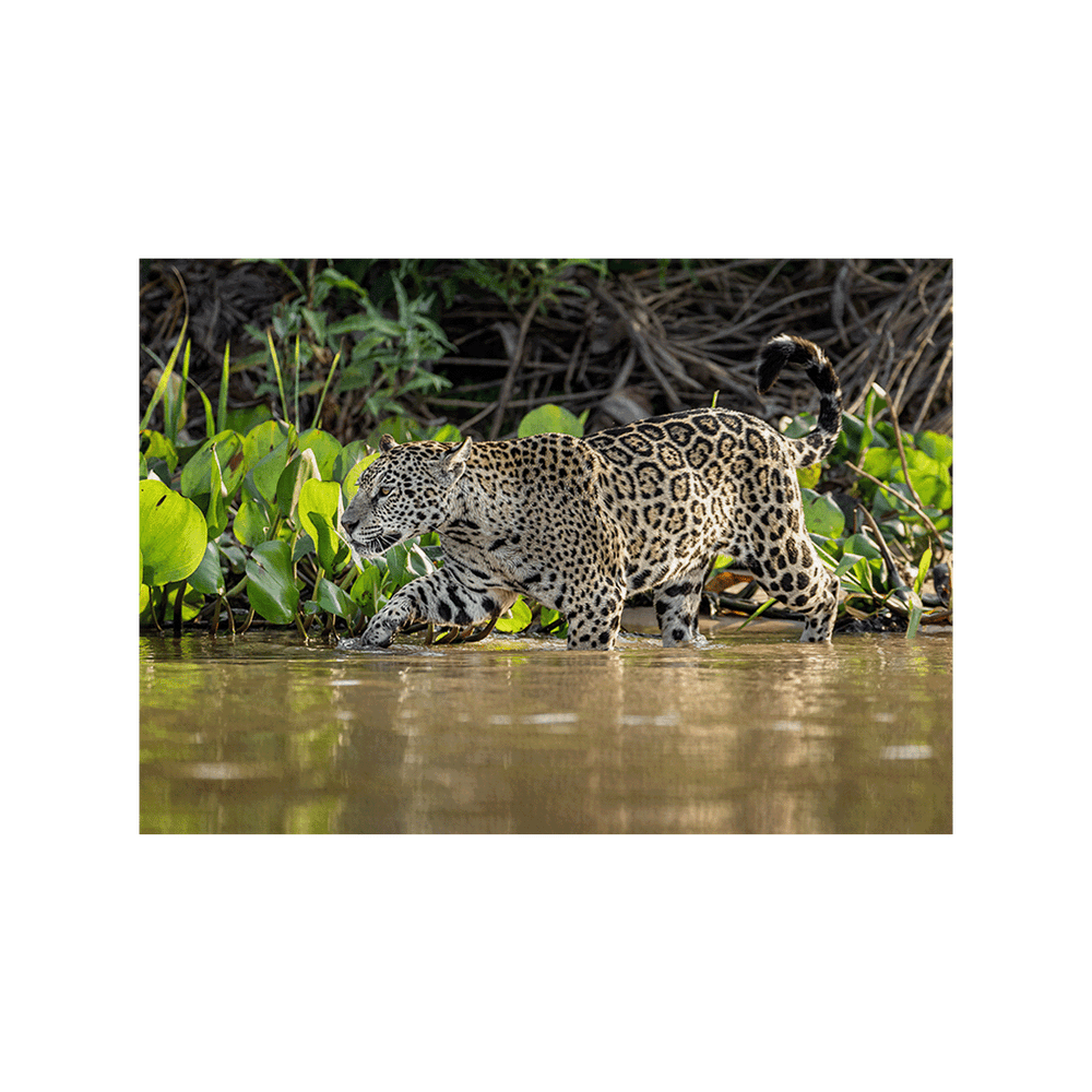 Jaguar (Fine Art Print 30x45cm)