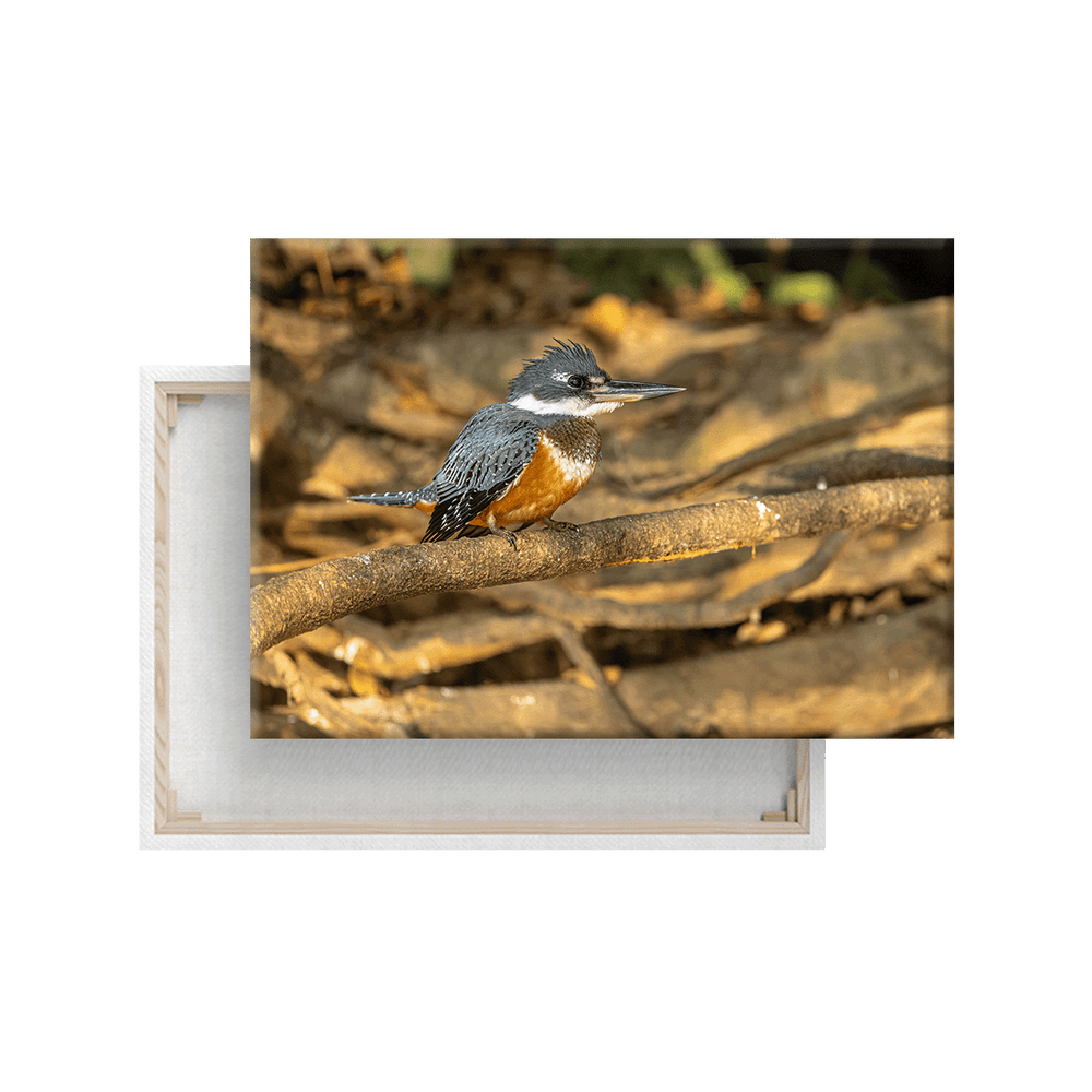 Kingfisher (Leinwandprint 60x90cm)