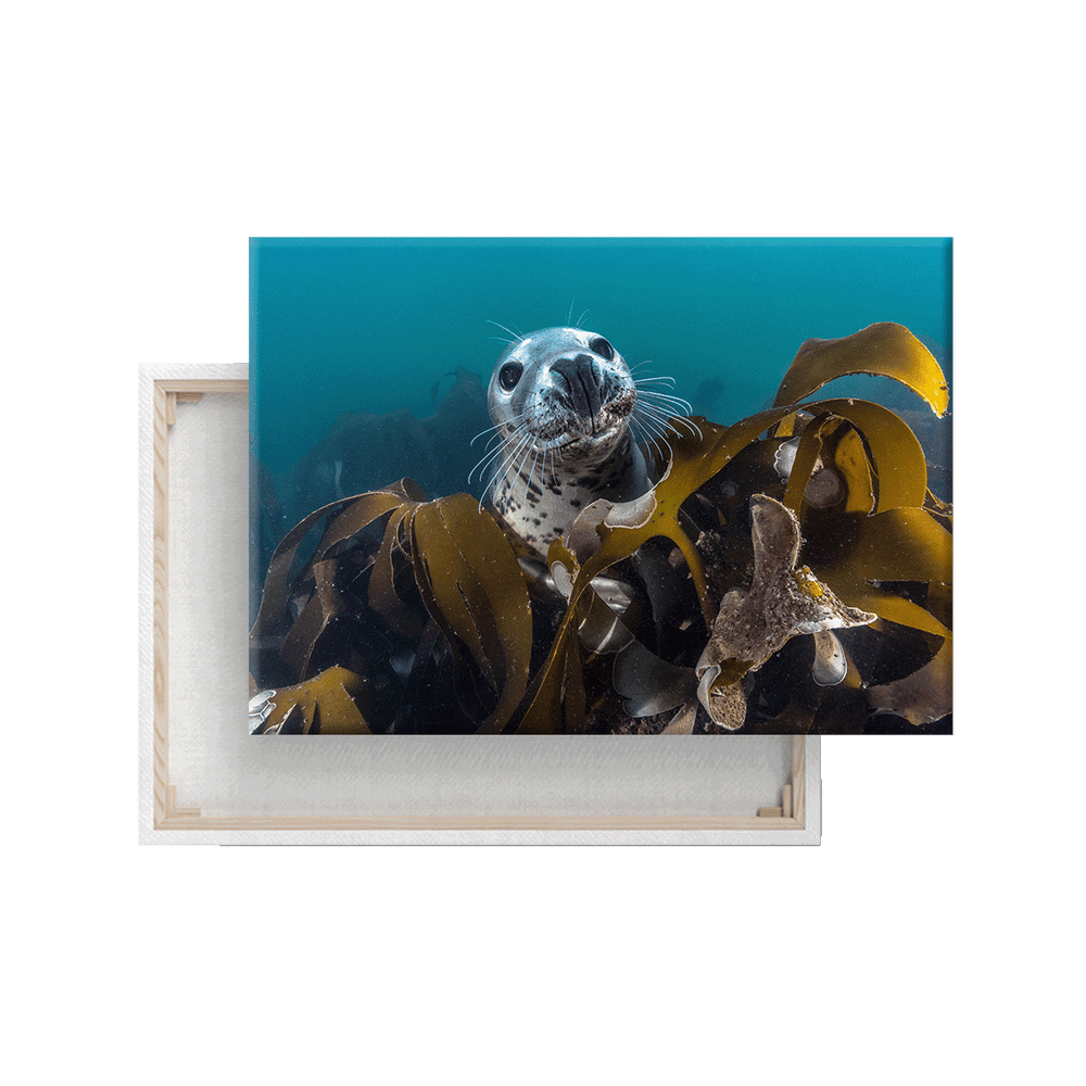 Kegelrobbe unter Wasser (Leinwandprint 60x90cm)