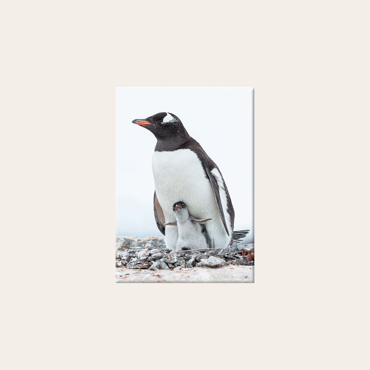 Eselspinguinmutter mit Baby (Leinwandprint 90x60cm)