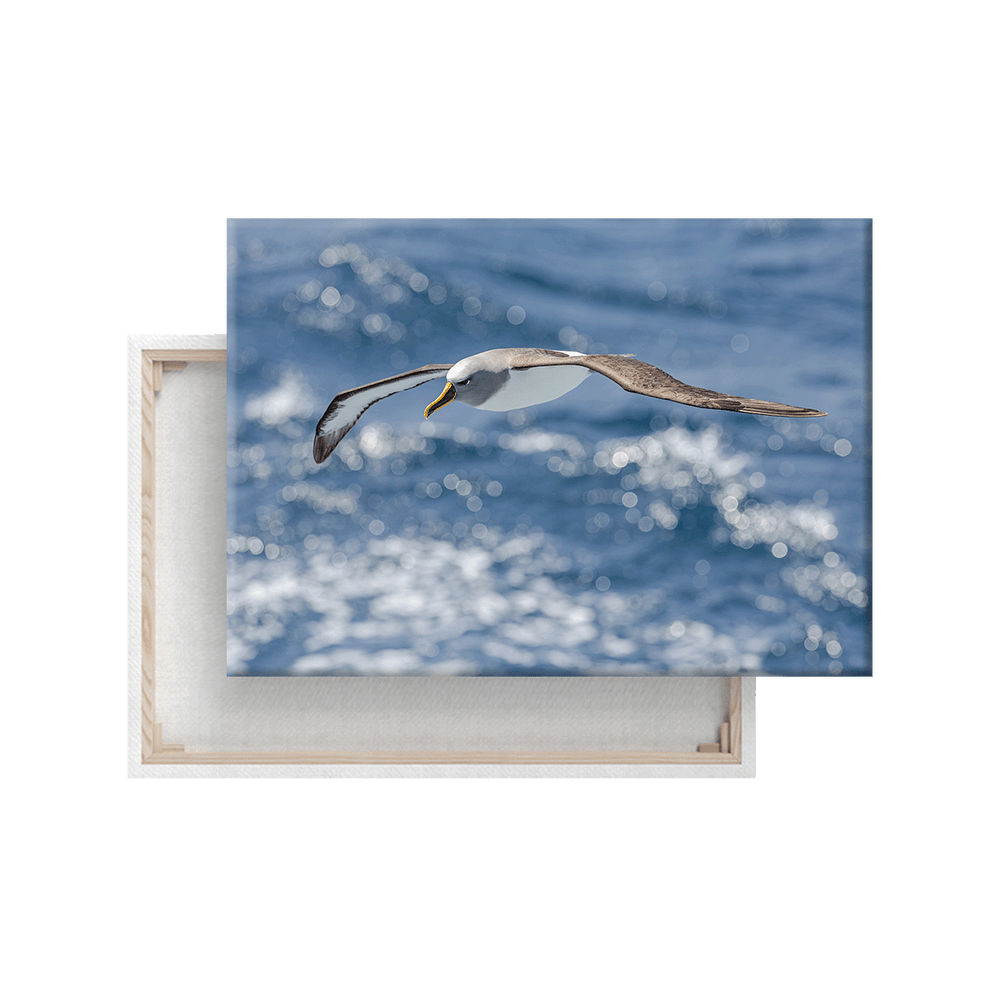 Albatross im Flug  (Leinwandprint 60x90cm)