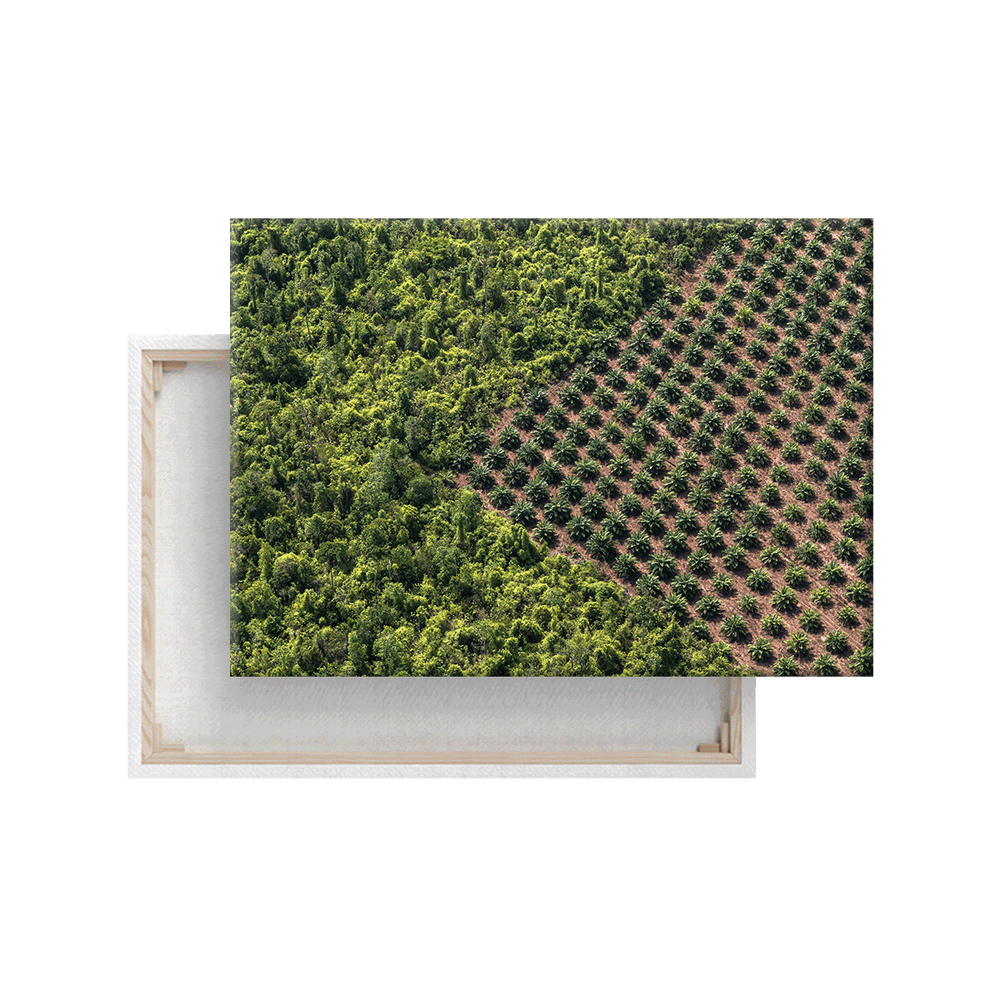 Palmöl-Plantage (Leinwandprint 60x90cm)