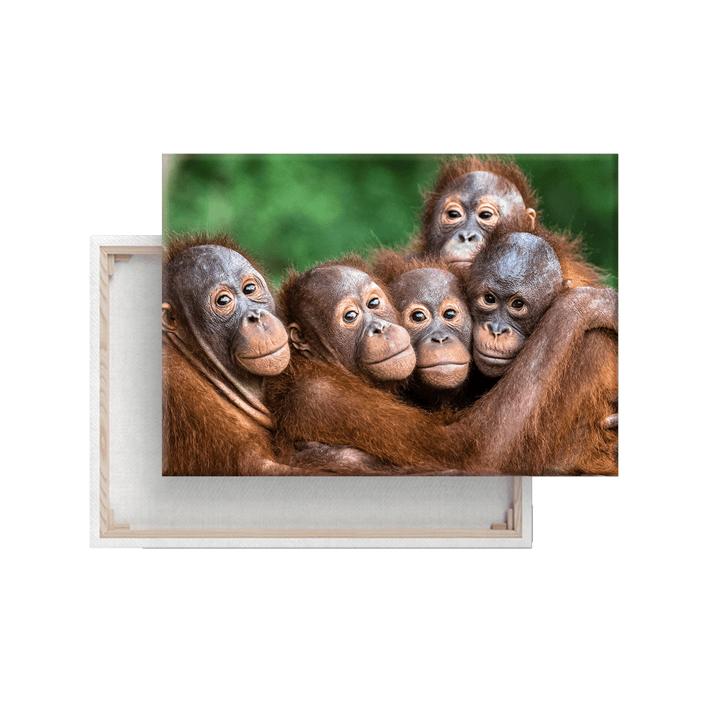 Orang-Utan (Leinwandprint 60x90cm)
