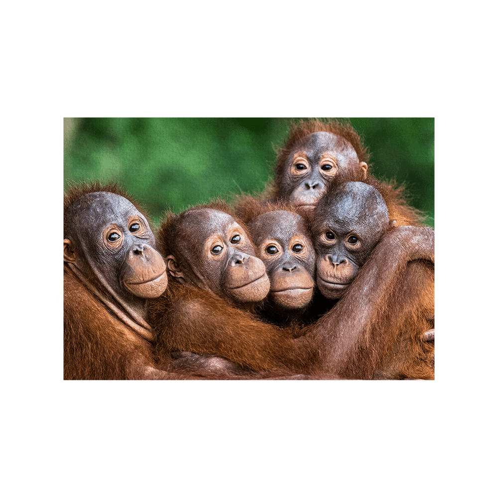 Orang-Utans (Fine Art Print 30x45cm)