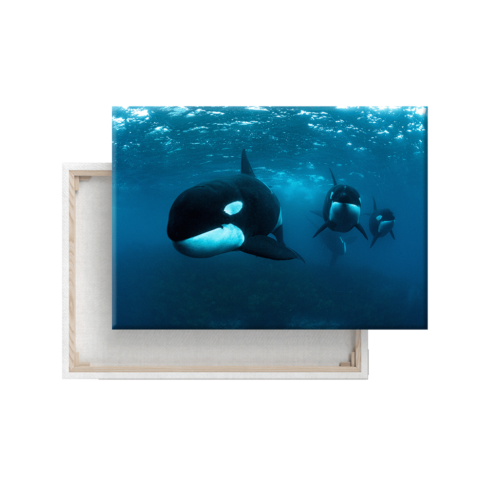 Orcas (Leinwandprint 60x90cm)