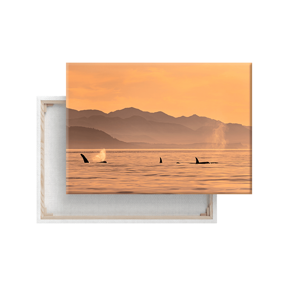 Orcafamilie (Leinwandprint 60x90cm)