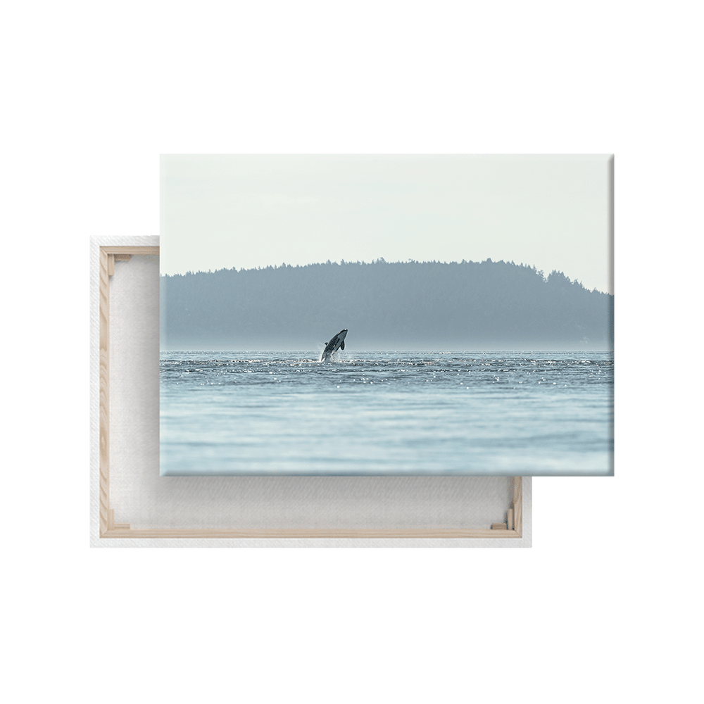 Orca im Sprung (Leinwandprint 60x90cm)