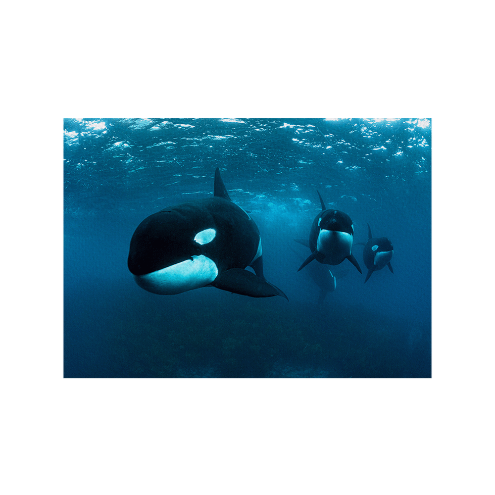 Orca (Fine Art Print 30x45cm)