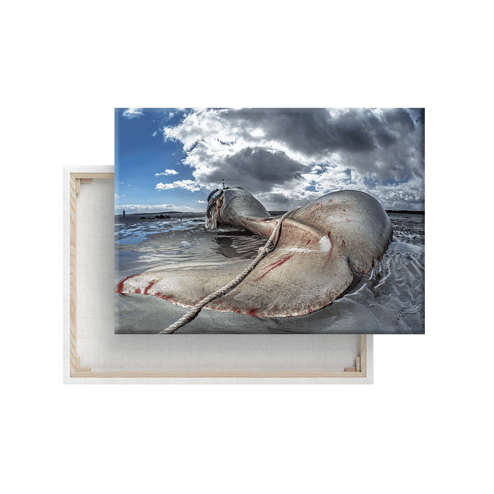 Orca Strandung in Australien (Leinwandprint 60x90cm)