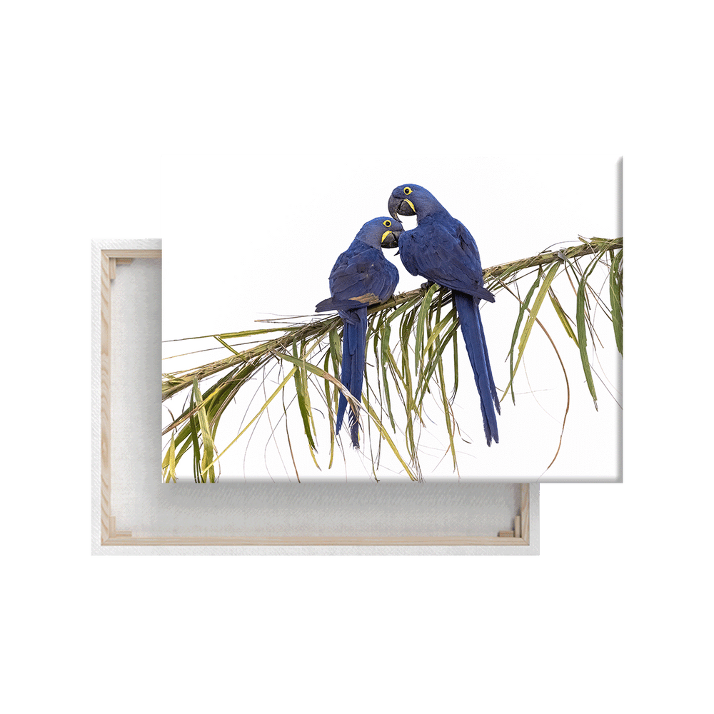 Papageienpaar (Leinwandprint 60x90cm)