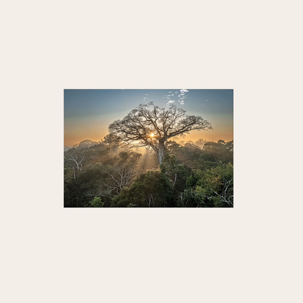 Peru Baum (Leinwandprint 60x90cm)