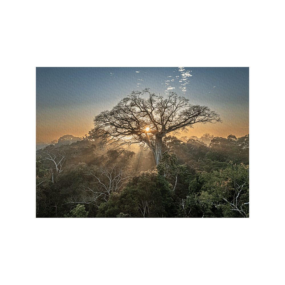 Peru Baum (Fine Art Print 30x45cm)