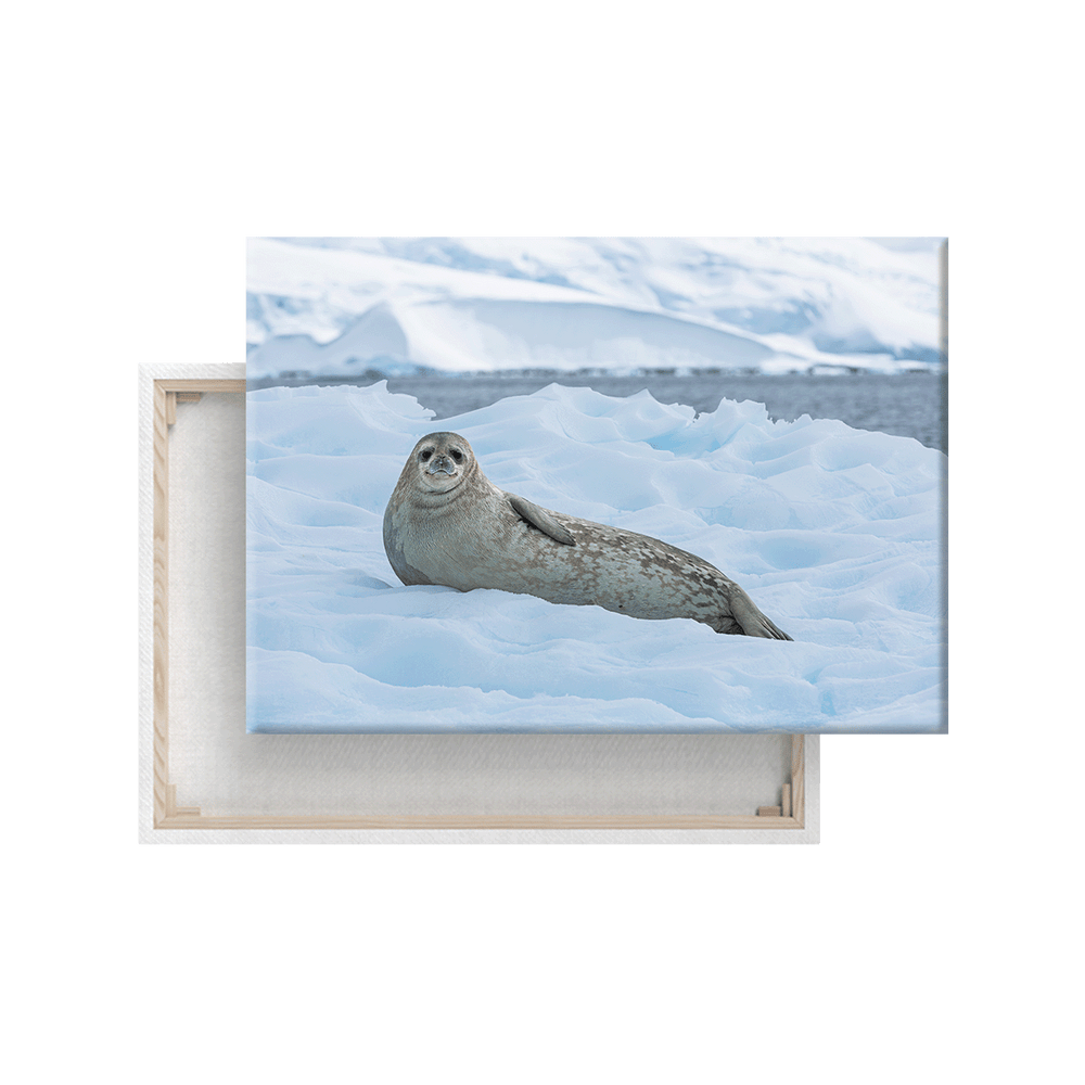 Weddellrobbe (Leinwandprint 60x90cm)