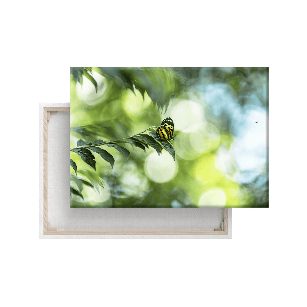 Schmetterling (Leinwandprint 60x90cm)