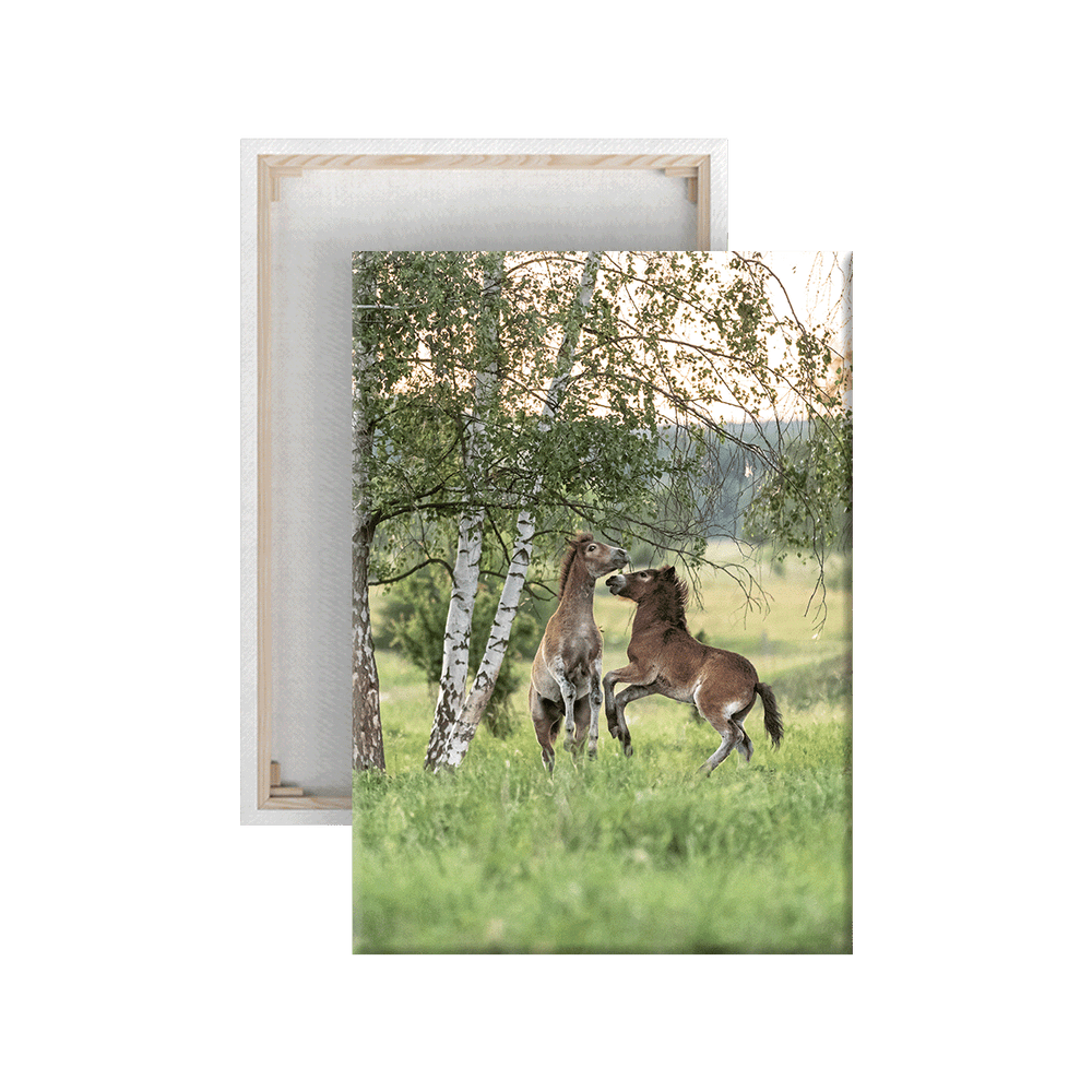 Spielende junge Wildpferde (Leinwandprint 90x60cm)