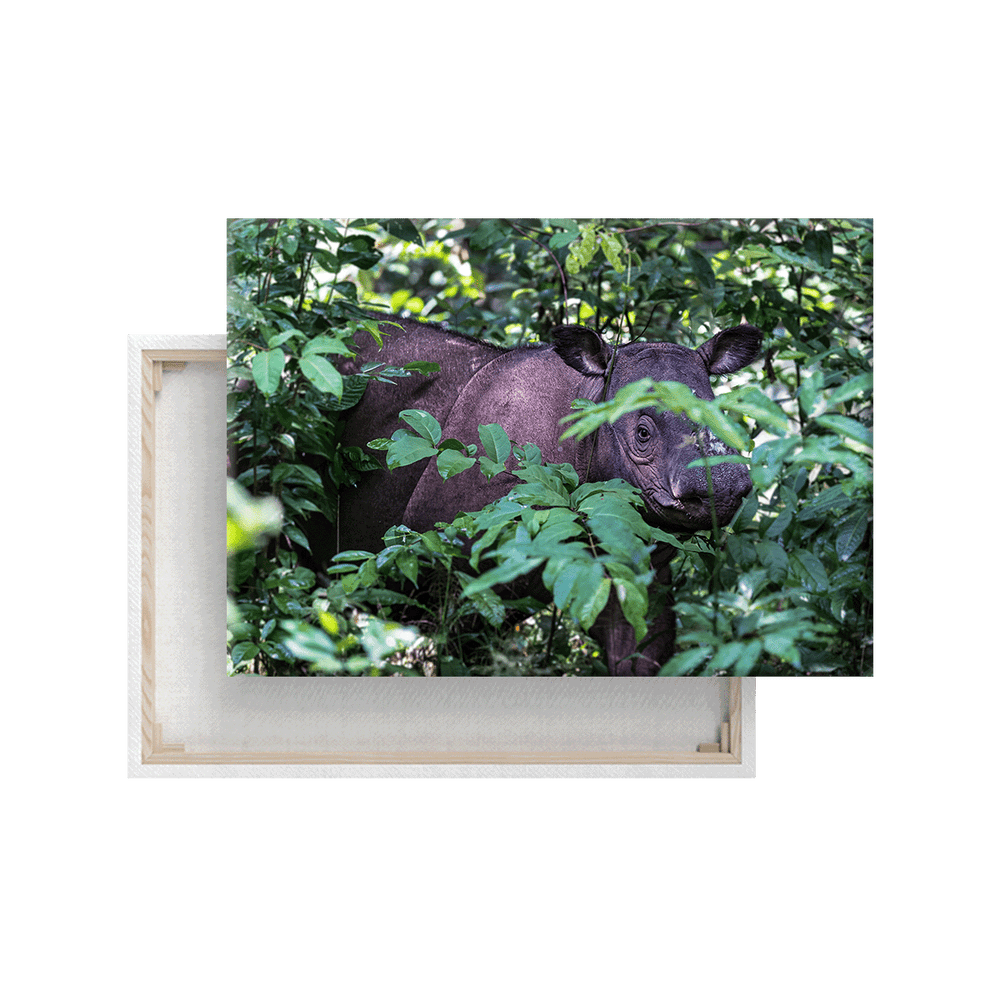 Sumatranashorn 2.0 (Leinwandprint 60x90cm)