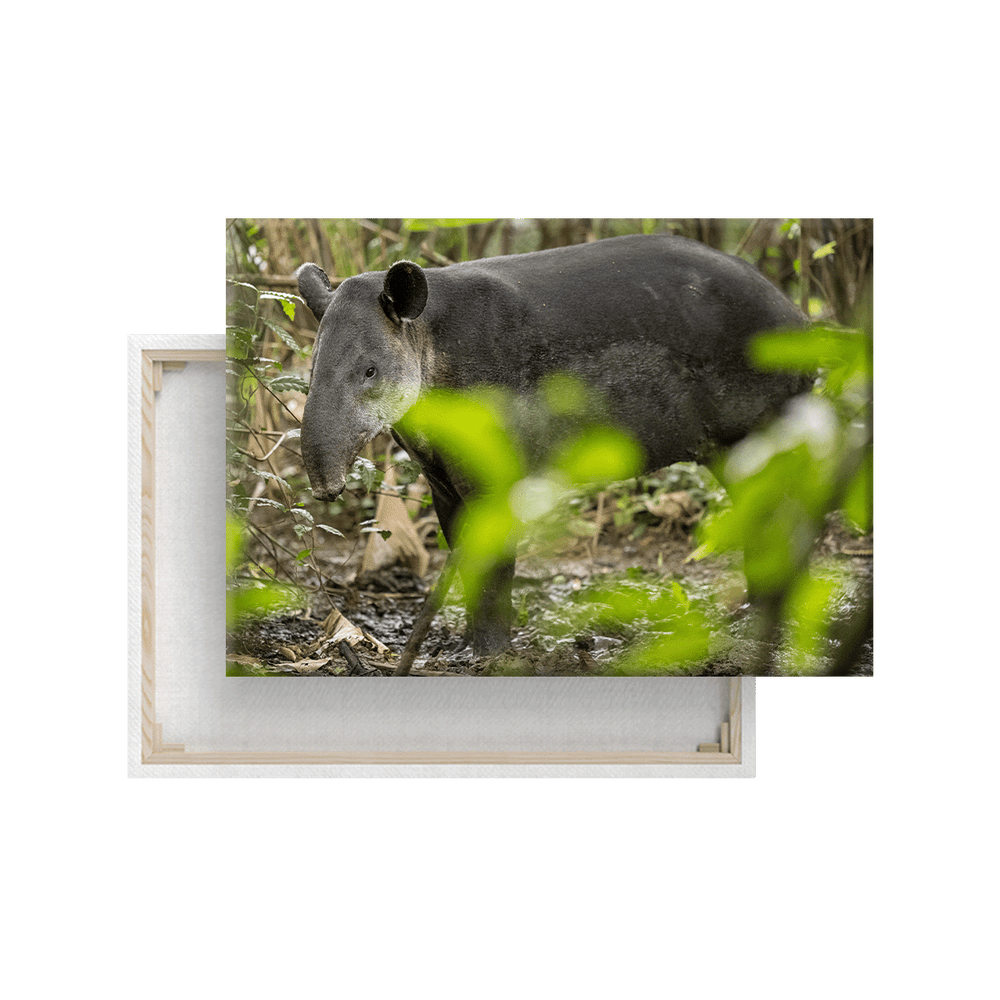 Tapir (Leinwandprint 60x90cm)