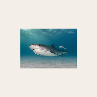 Tigerhai (Leinwandprint 60x90cm)