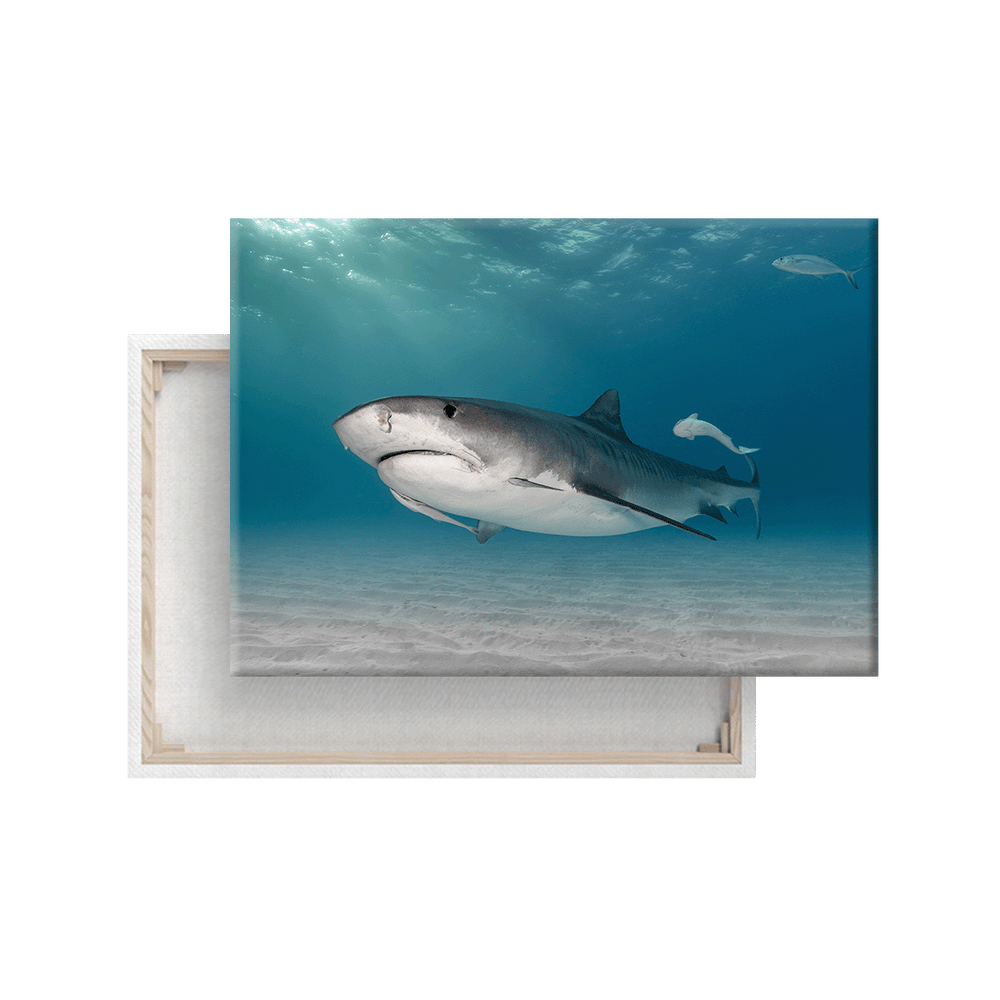 Tigerhai (Leinwandprint 60x90cm)