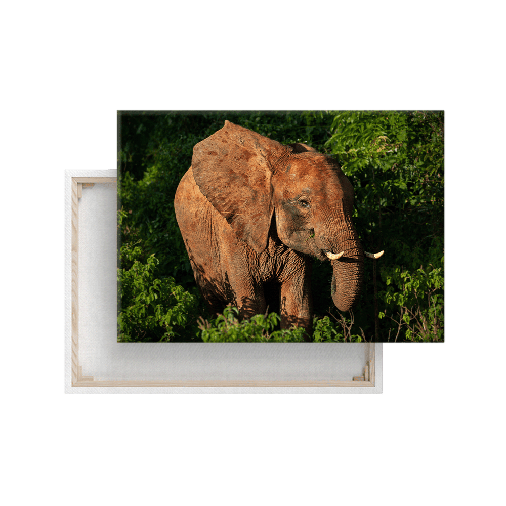 Wald Elefant (Leinwandprint 60x90cm)