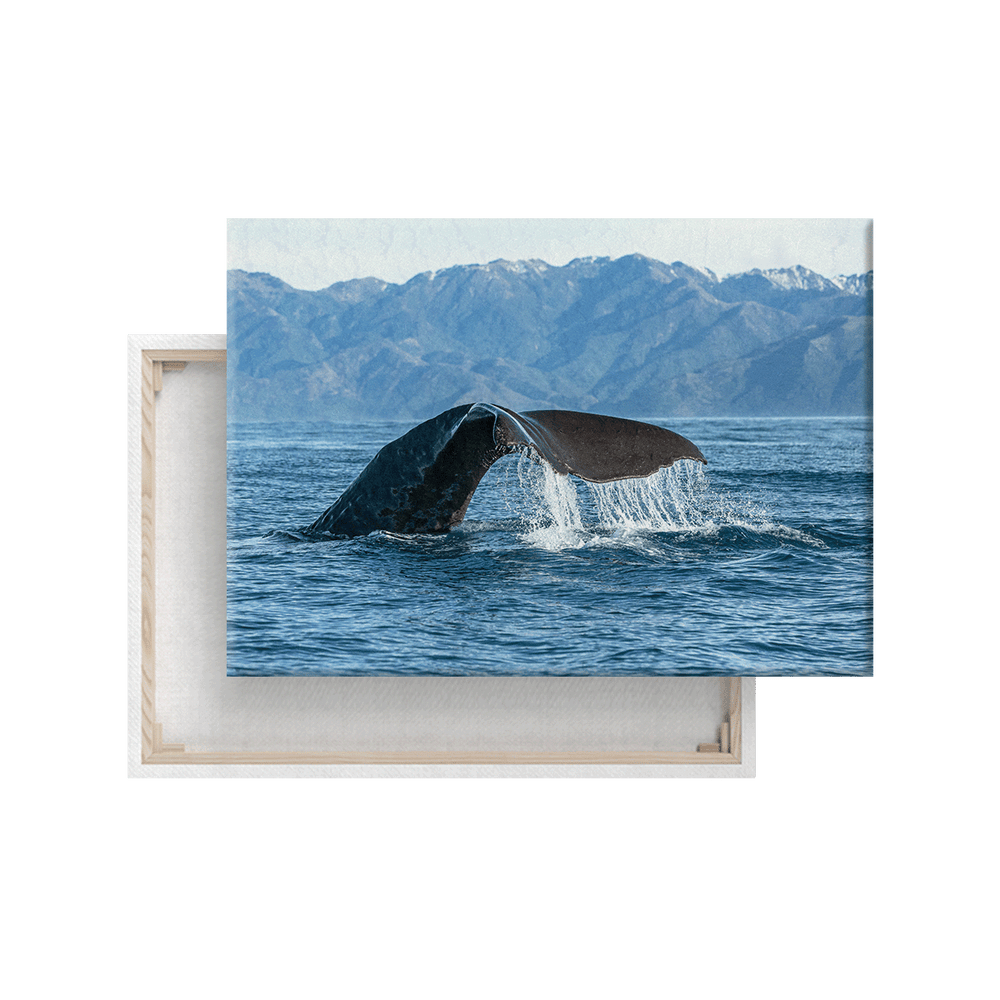 Pottwal-Fluke Neuseeland (Leinwandprint 60x90cm)