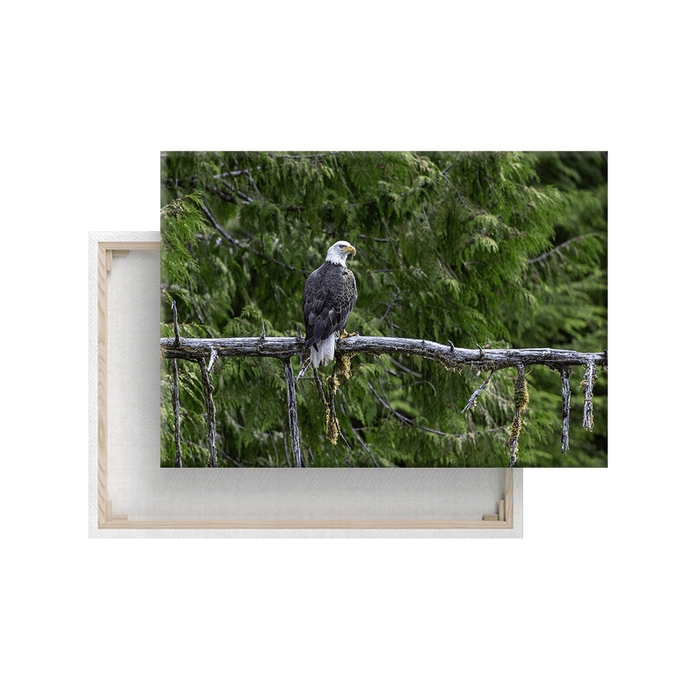 Weißkopfseeadler (Leinwandprint 60x90cm)