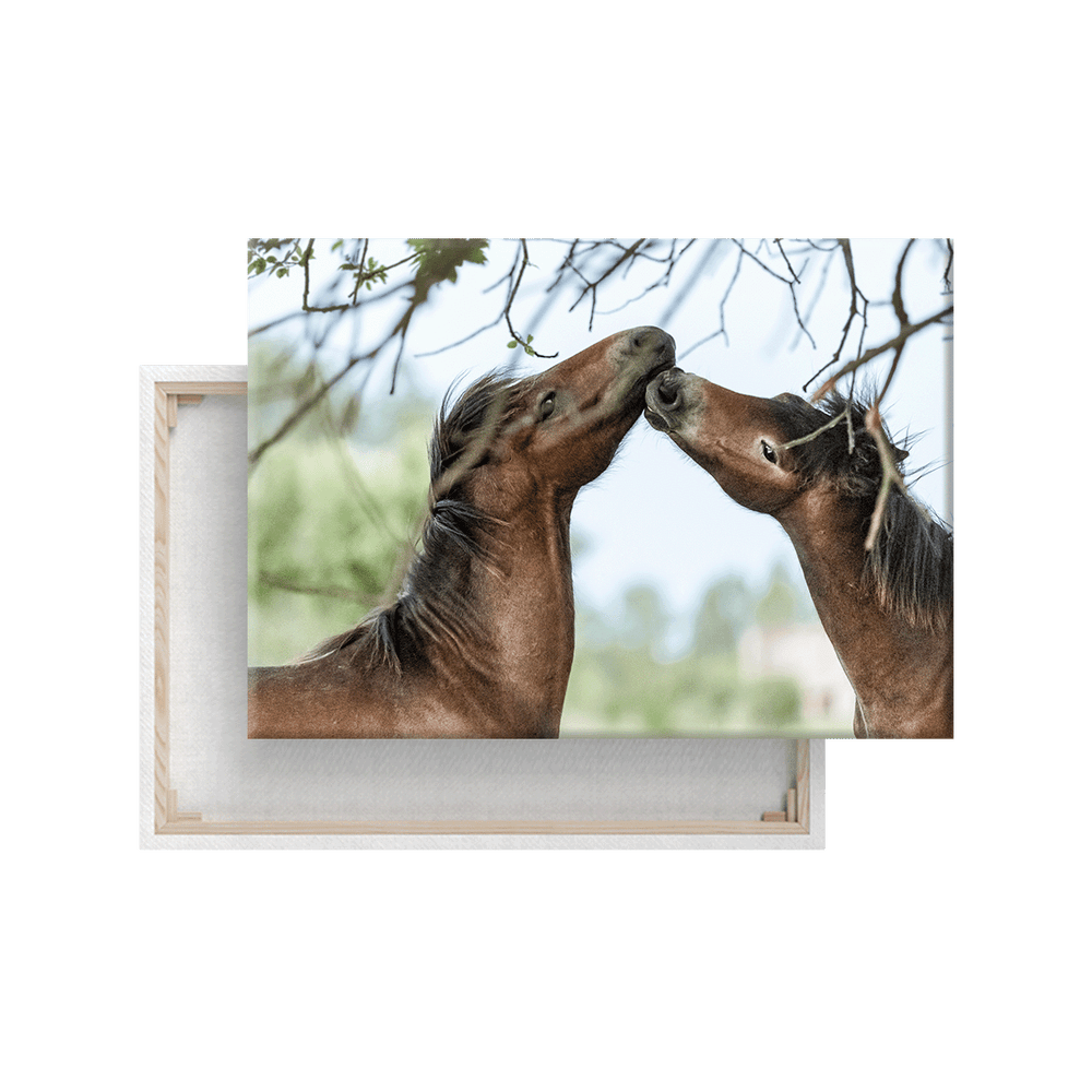 Wildpferdepaar (Leinwandprint 60x90cm)