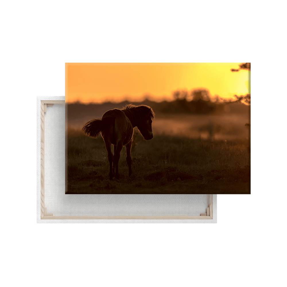 Wildpferd im Sonnenuntergang (Leinwandprint 60x90cm)