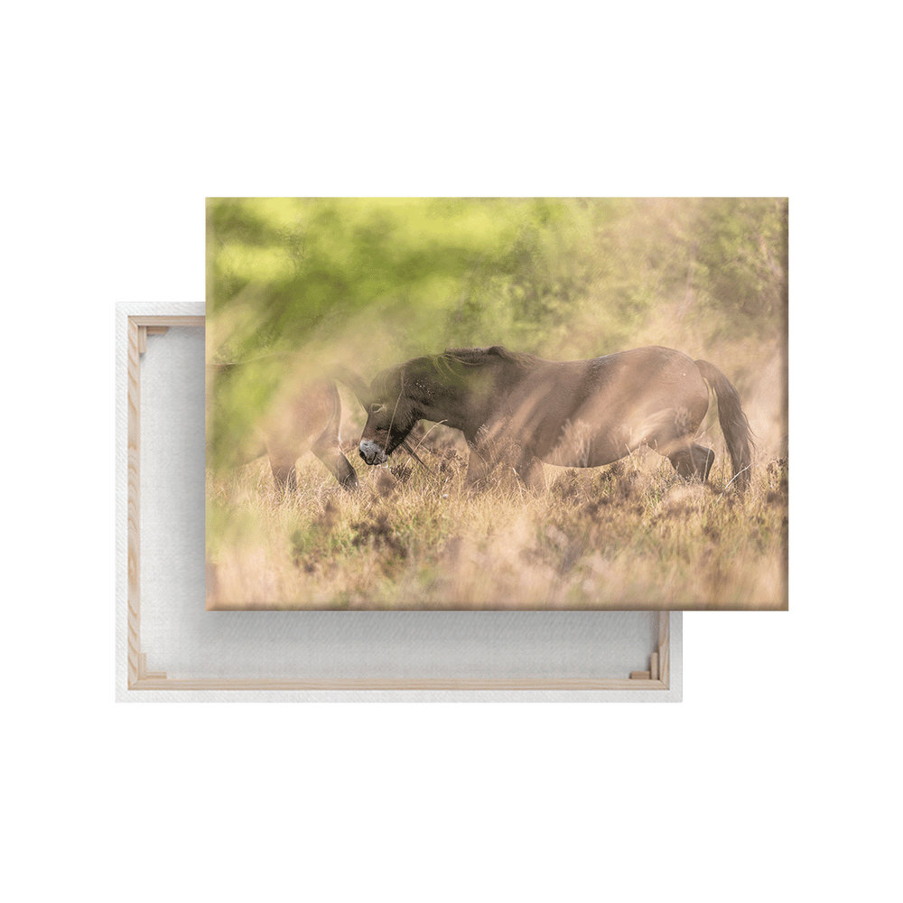 Wildpferd (Leinwandprint 60x90cm)