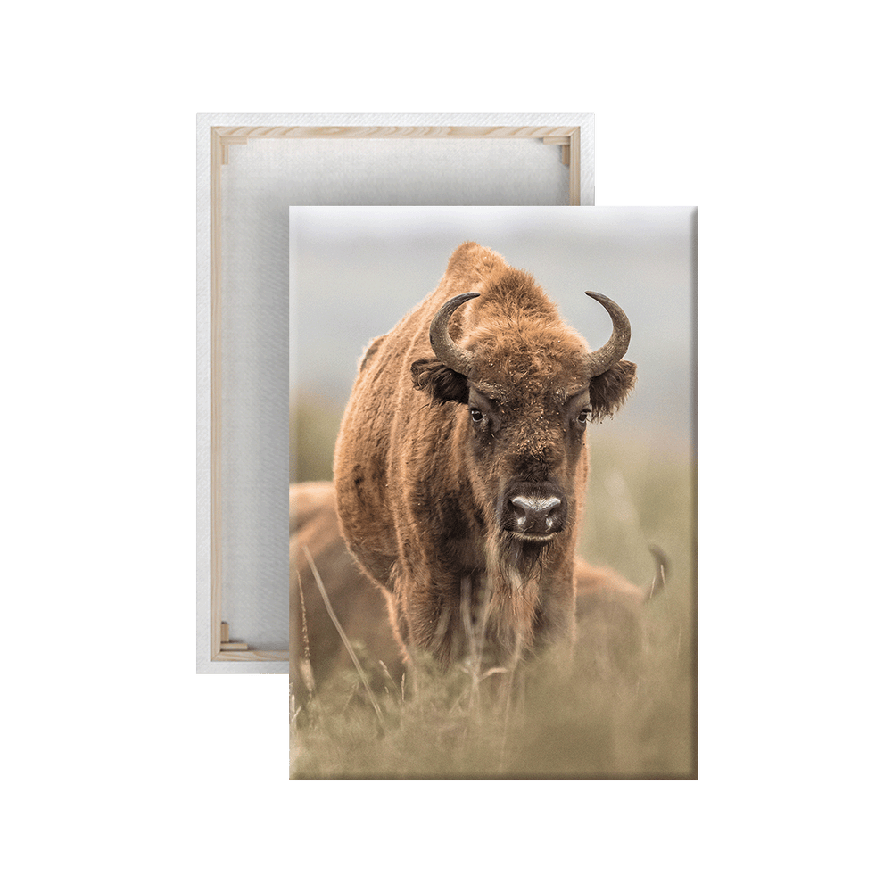 Wisent 3.0 (Leinwandprint 90x60cm)