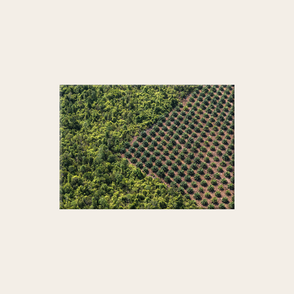 Palmöl-Plantage (Leinwandprint 60x90cm)