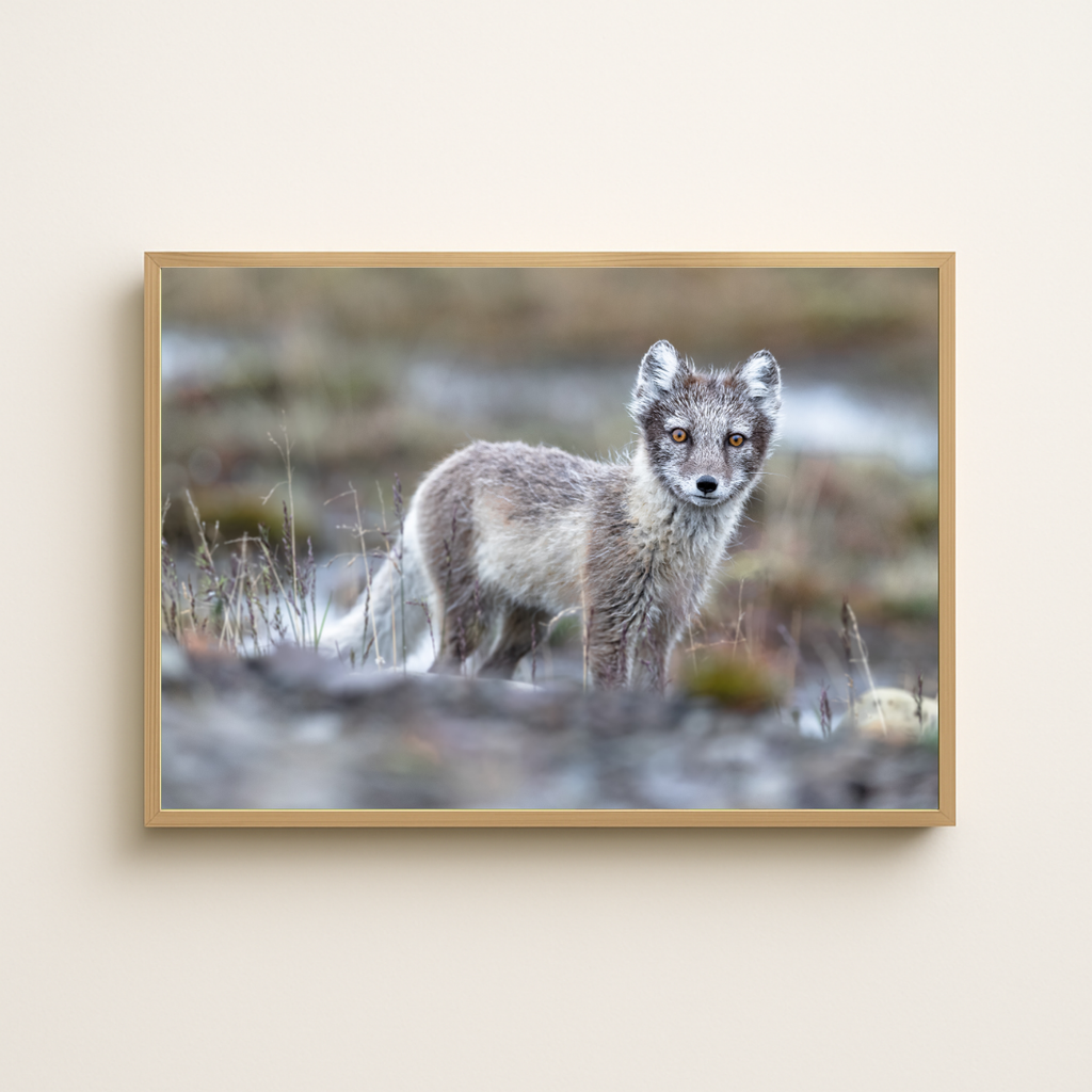 Polarfuchs (Fine Art Print 30x45cm)