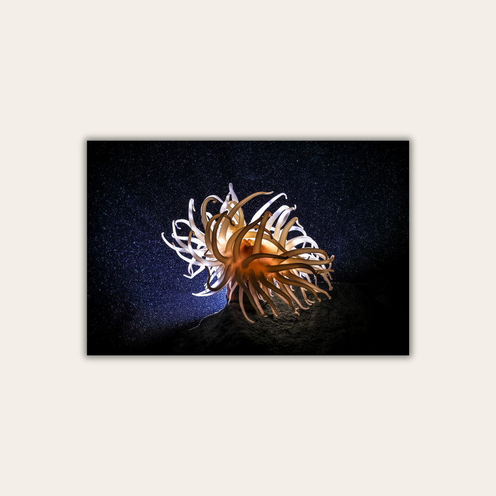 Anemone (Leinwandprint 60x90cm)