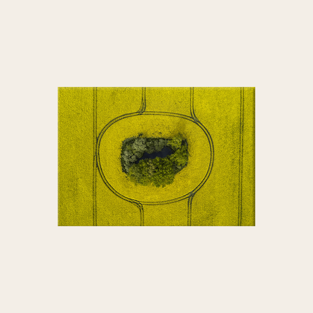 Rapsfeld (Leinwandprint 60x90cm)