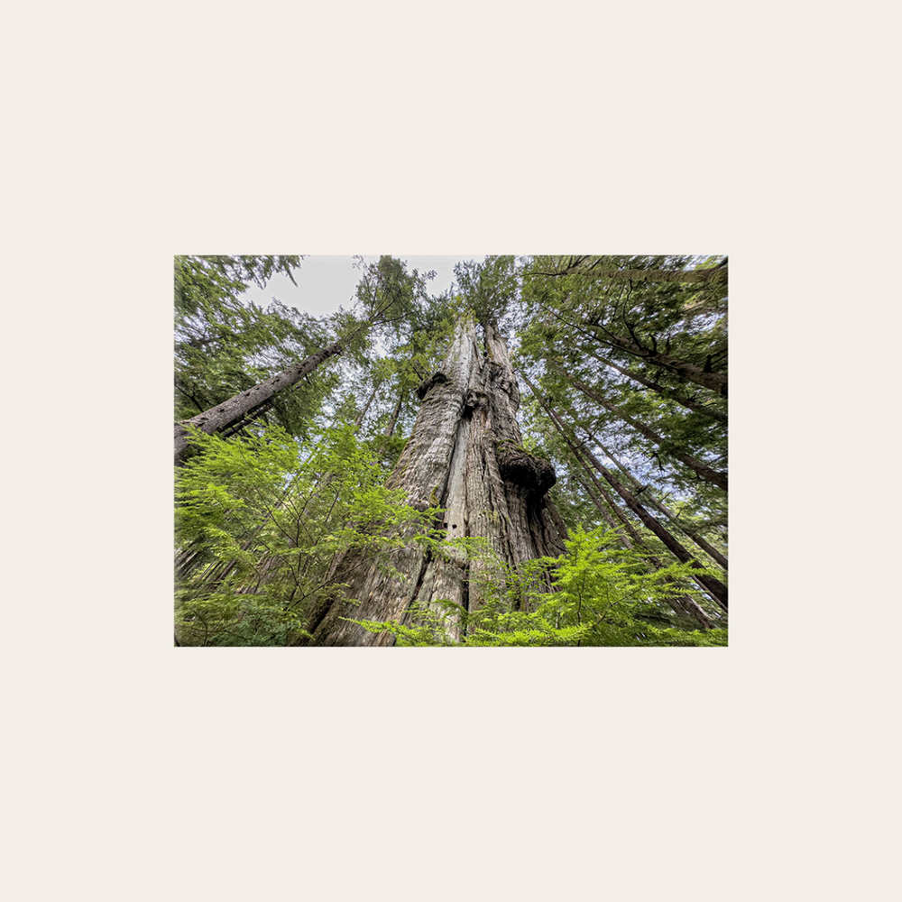 Riesen-Lebensbaum (Leinwandprint 60x90cm)