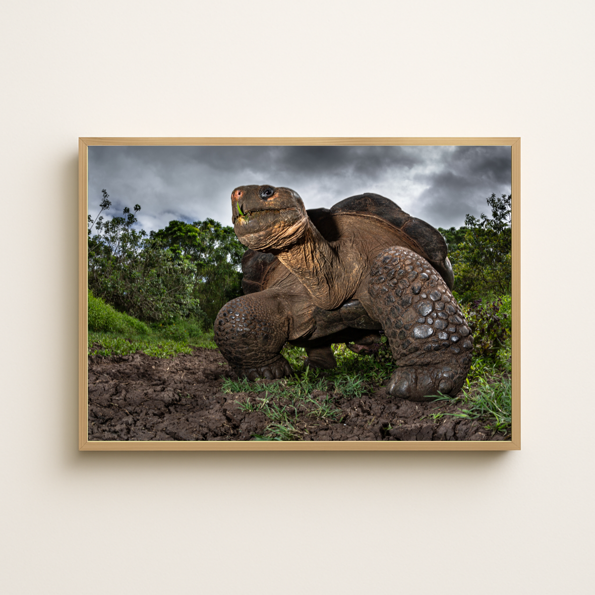 Riesenschildkröte (Fine Art Print 30x45cm)