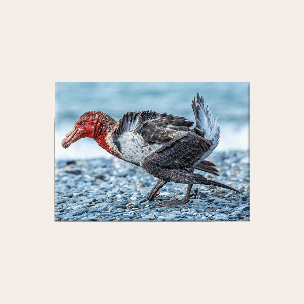 Riesensturmvogel (Leinwandprint 60x90cm)