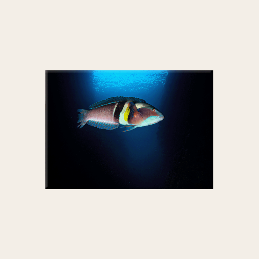 Sandager-Lippfisch (Leinwandprint 60x90cm)