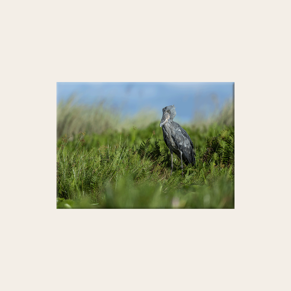 Schuhschnabel 3.0 (Leinwandprint 60x90cm)