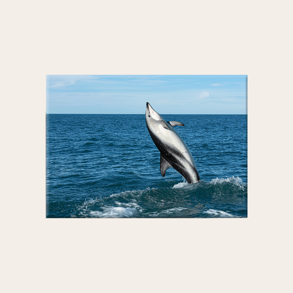 Schwarzdelfin (Leinwandprint 60x90cm)