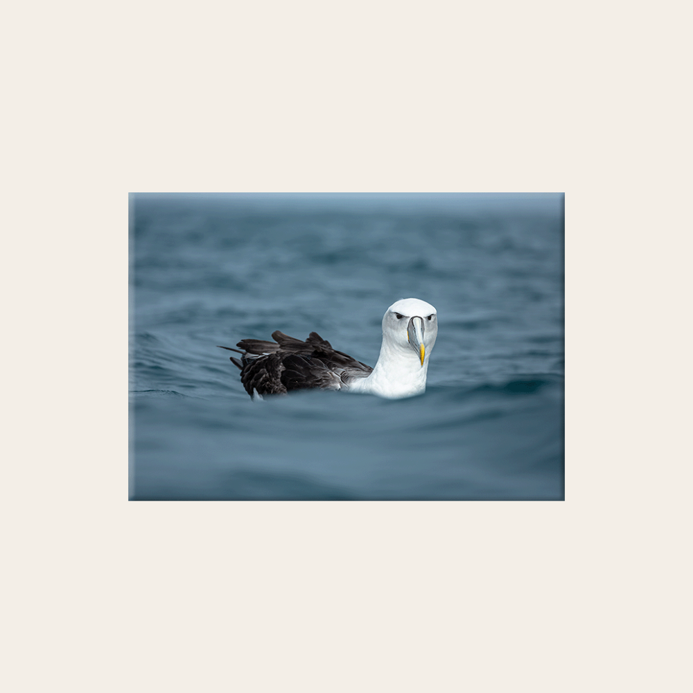 Schwimmender Albatross (Leinwandprint 60x90cm)