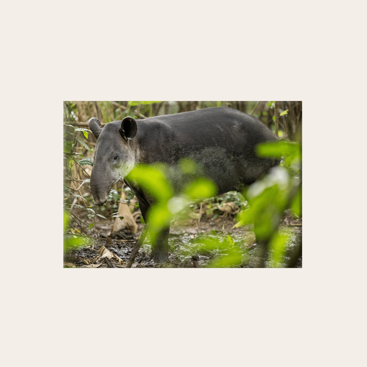 Tapir (Leinwandprint 60x90cm)