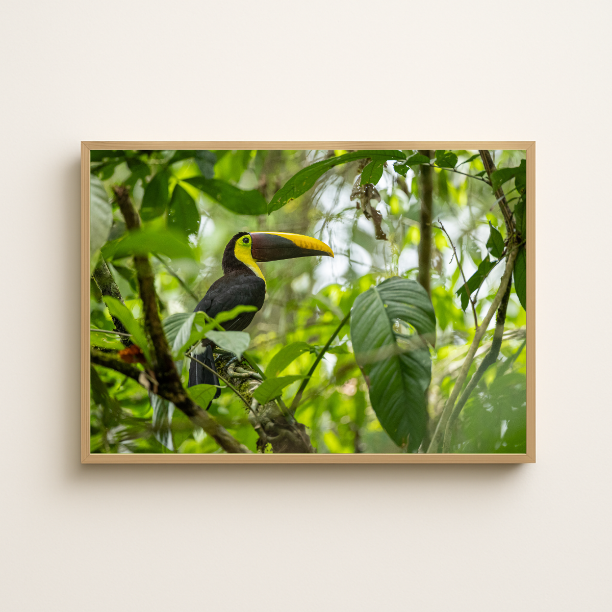 Tukan2.0 (Fine Art Print 30x45cm)