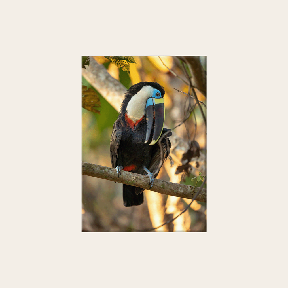 Tukan 3.0 (Leinwandprint 90x60cm)