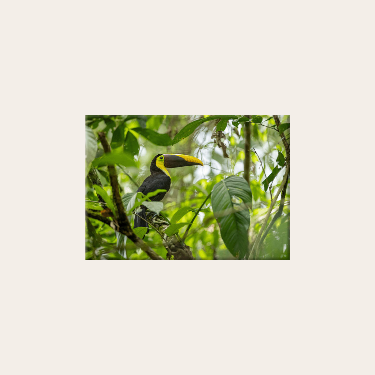 Tukan 2.0 (Leinwandprint 60x90cm)