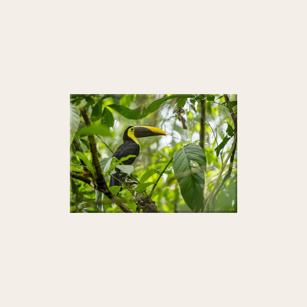 Tukan 2.0 (Leinwandprint 60x90cm)