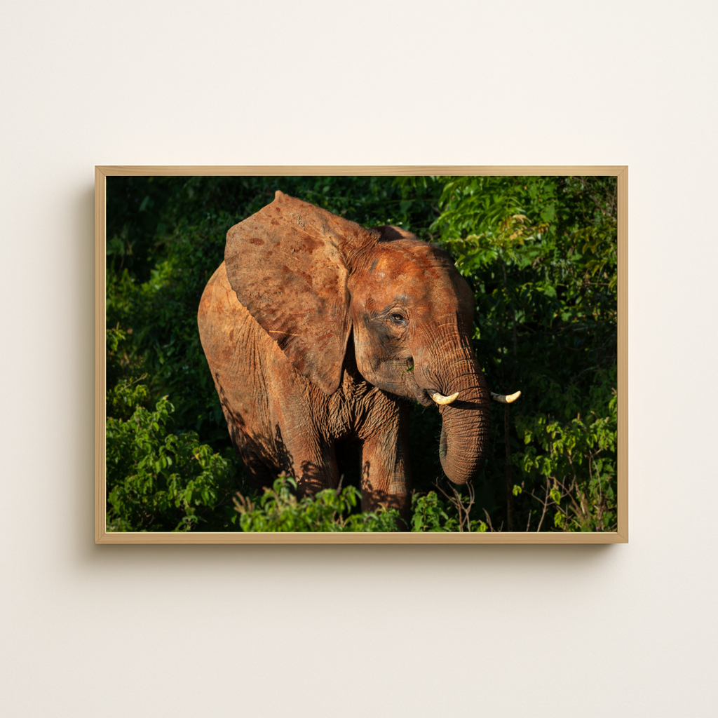 Wald Elefant (Fine Art Print 30x45cm)
