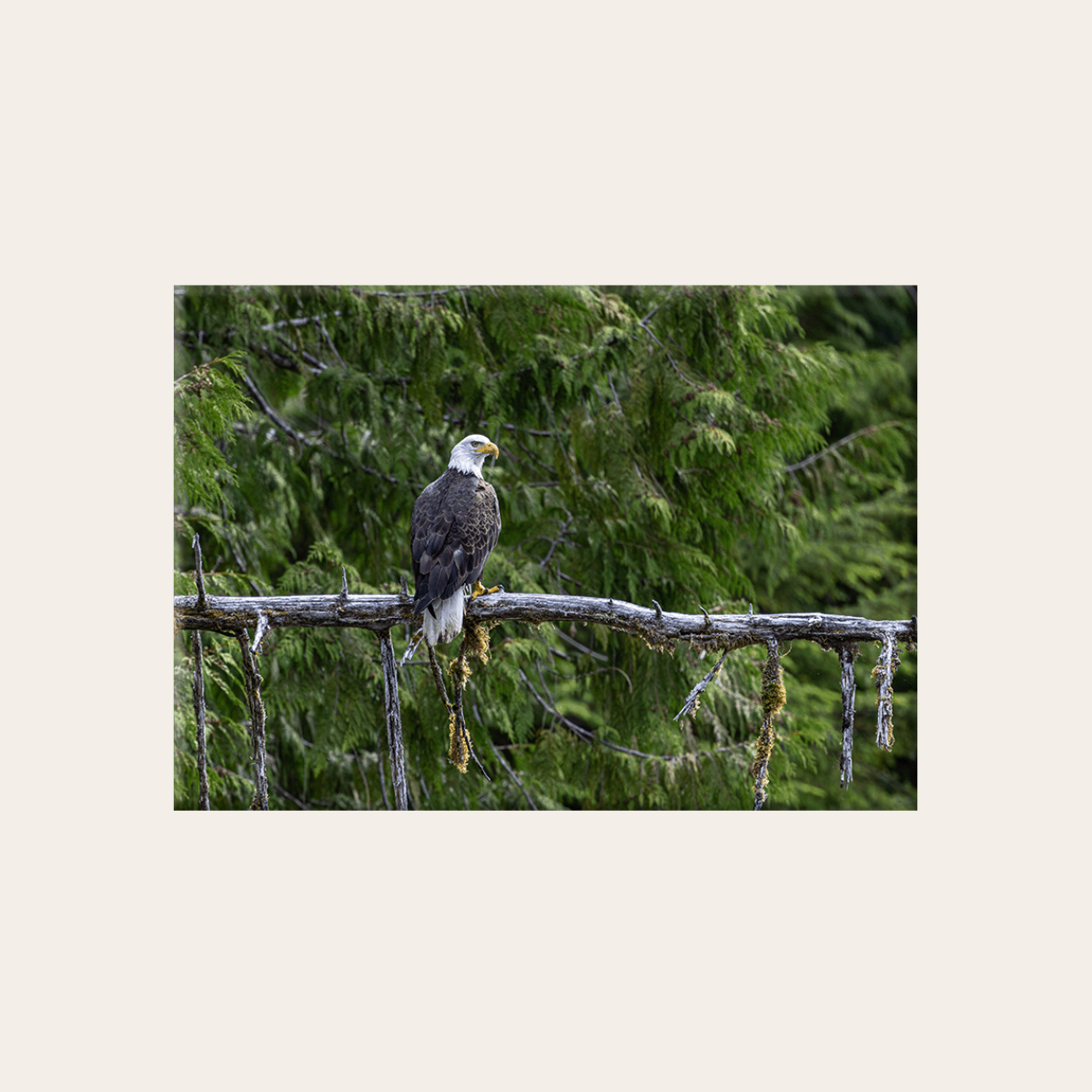 Weißkopfseeadler (Leinwandprint 60x90cm)